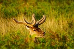 Rothirsch, Wildtier des Jahres 2026, hier in der Abendsonne in den Schottischen Highlands