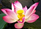Lotosblüte in Vietnam