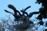 Graureiher Teenies im Nest