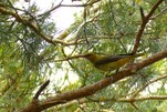 Pirol - oft zu hören, selten zu sehen... 
mit Geduld und Glück hat´s hier geklappt