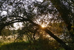 Guten Morgen sunshine