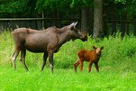 Nachwuchs bei Familie Elch, im Wisentgehege Springe