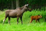 Babyboom bei den Elchen im Wisentgehege Springe