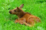 Elchbaby, Wisentgehege Springe
