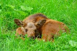 Baby Elch im Wisentgehege Springe