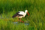 Storch sucht Abendbrot auf der Wiese