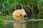 Seltener Albino Nutria...