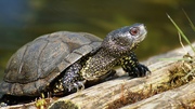 Porträt einer Europäischen Sumpfschildkröte im Gehege Grünheide