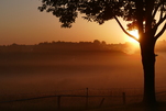Der Nebel hält die Sonne am Morgen nicht auf