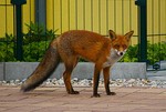Mitten in der Stadt, der Fuchs schleicht um die Häuser