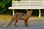 Morgendliche Begegnung mit dem Rotfuchs