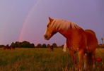 Unter dem Regenbogen...