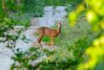 Ein Gute Nacht Gruß vom Rehbock im Wald
