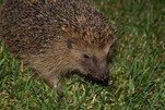 Igel - Nachtwanderung