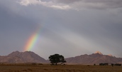 Seltenes Schauspiel am Wüstenrand in Namibia