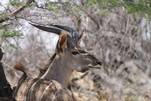 Auge um Auge mit einer Kudu - Antilope in Namibia