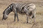 Bin bei Mama, Zebra´s in Namibia