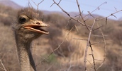 Bitte lächeln, Strauß in Namibia