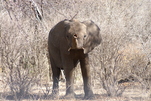 Kleiner Elefant sucht Spielgefährten in Namibia