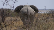 ...und tschüß...
Großer Elefant in Namibia