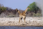 Giraffen in Pose, Namibia