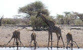 Giraffen in ihrer Trinkstellung am Wasserloch, Namibia