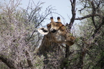 Giraffe schaut durch´s Gebüsch, Namibia