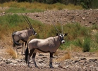 Oryx - Antilopen in Namibia