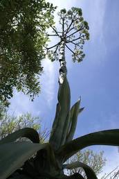Agave - Jahrhundertblüte blüht gen Himmel, in Windhoek, Namibia