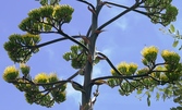 Wunderschöne Agaven-Blüte mitten in Windhoek, Namibia
