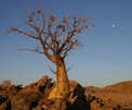 Afrikanischer Kastanienbaum im Mondlicht in Namibia