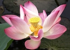 Wunderschöne Lotosblüte in Vietnam