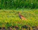 Brachvogel unterwegs in Norwegen