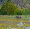 So schön - eingebettet in den Wiesenblüten, Elch in Norwegen entdeckt