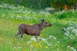 Ganz nah, Elch in der freien Natur in Norwegen