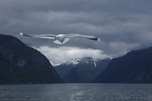Neugierige Möwe im Fjord in Norwegen