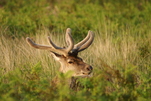 Rothirsch - Wildtier des Jahres 2026 -  in den schottischen Highlands entdeckt