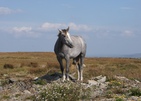 In Pose - wildes Connemara Pony in Irland