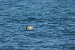 Robben in Sicht, Rosslare, Irland