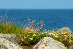 Natur pur, hier in Rosslare, Irland