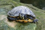 Schmuckschildkröte in Kroatien entdeckt