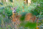 Hallo Guten Morgen, Rehbock in Tschechien
