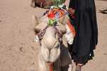 Kamelreiten in Ägypten
