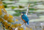Eisvogel denkt wohl - nanu, steht sie immer noch da...