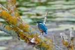 Eisvogel zu Hause an der Spree