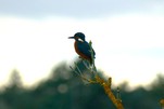 Eisvogel ist auf höheren Ausguck geflogen