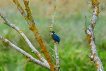 Eisvogel, hallo Du