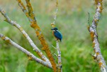 Eisvogel, na hast Du mich jetzt entdeckt 