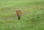 Auge um Auge, Fuchs kommt direkt auf mich zu - da stockte mir kurz der Atem