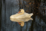 Schwan hält Nickerchen in der Abendsonne